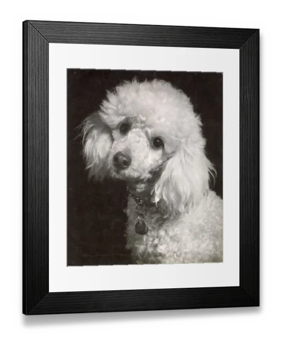 Framed Print : Poodle Date: circa 1960s Framed Print : Poodle Date: circa 1960s