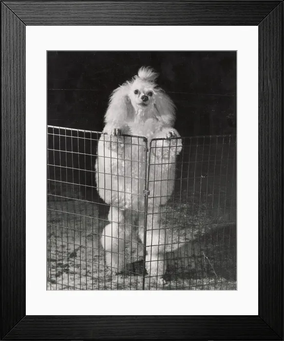 Framed Print : Poodle Date: circa 1960s Framed Print : Poodle Date: circa 1960s