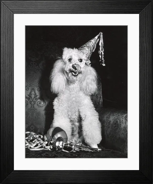Framed Print : Poodle Date: circa 1960s Framed Print : Poodle Date: circa 1960s