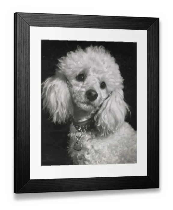 Framed Print : Poodle Date: circa 1960s Framed Print : Poodle Date: circa 1960s