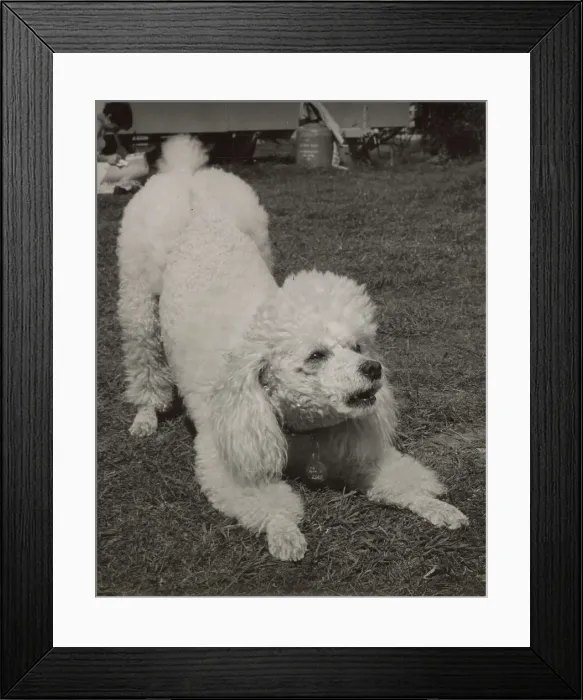 Framed Print : Poodle Date: circa 1960s Framed Print : Poodle Date: circa 1960s