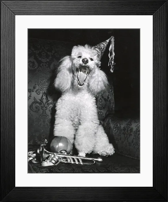 Framed Print : Poodle Date: circa 1960s Framed Print : Poodle Date: circa 1960s