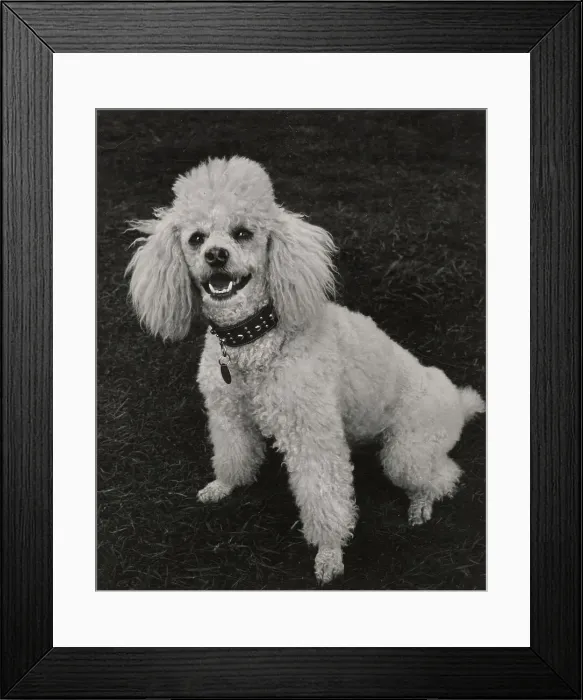 Framed Print : Poodle Date: circa 1960s Framed Print : Poodle Date: circa 1960s