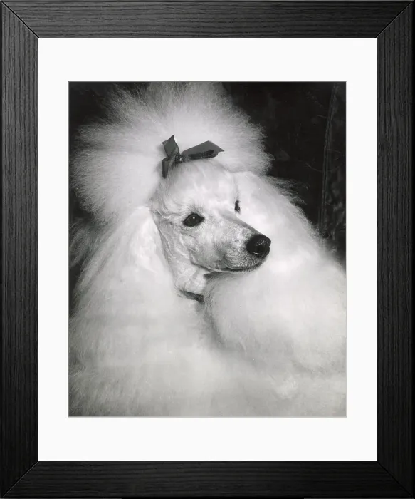 Framed Print : Poodle Date: circa 1960s Framed Print : Poodle Date: circa 1960s