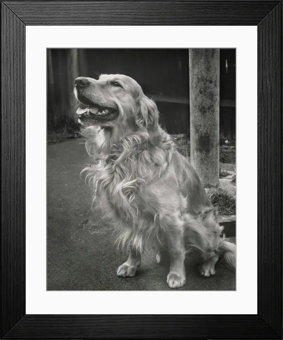 Framed Print : Retriever Date: circa 1960s Framed Print : Retriever Date: circa 1960s