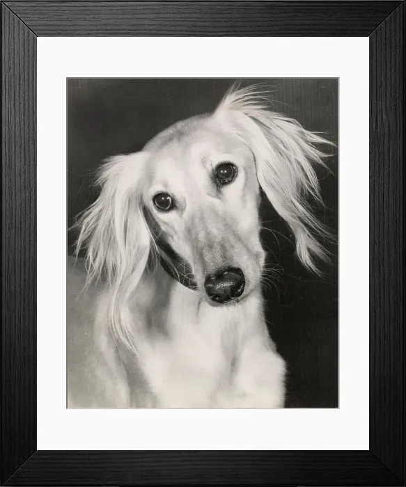 Framed Print : Saluki Date: circa 1960s Framed Print : Saluki Date: circa 1960s