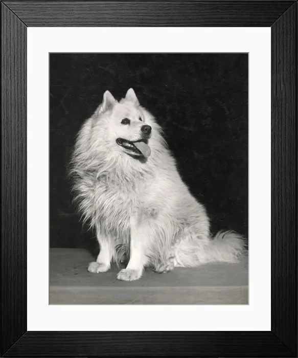 Framed Print : Samoyed Date: circa 1960s Framed Print : Samoyed Date: circa 1960s