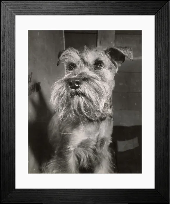 Framed Print : Schnautzer Framed Print : Schnautzer