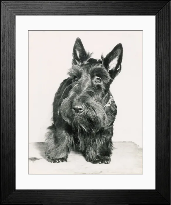 Framed Print : Scottish Terrier Framed Print : Scottish Terrier