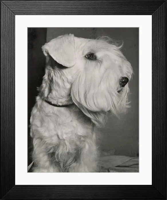 Framed Print : Sealyham Terrier Framed Print : Sealyham Terrier