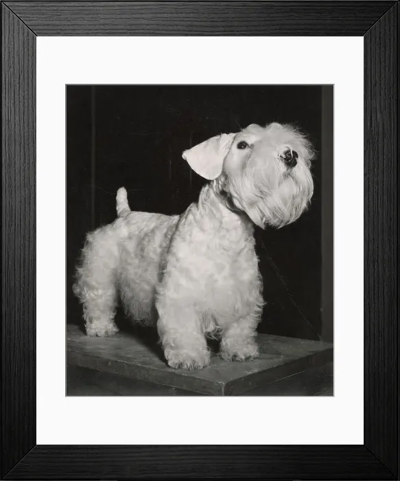 Framed Print : Sealyham Terrier Framed Print : Sealyham Terrier