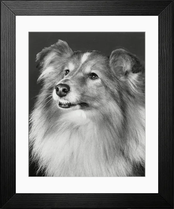 Framed Print : Sheltie Date: circa 1960s Framed Print : Sheltie Date: circa 1960s