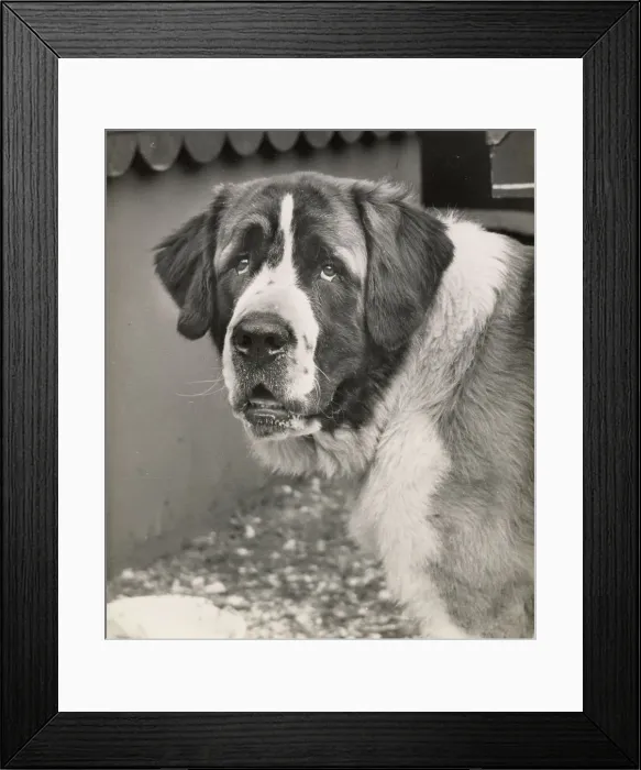 Framed Print : St. Bernard Framed Print : St. Bernard