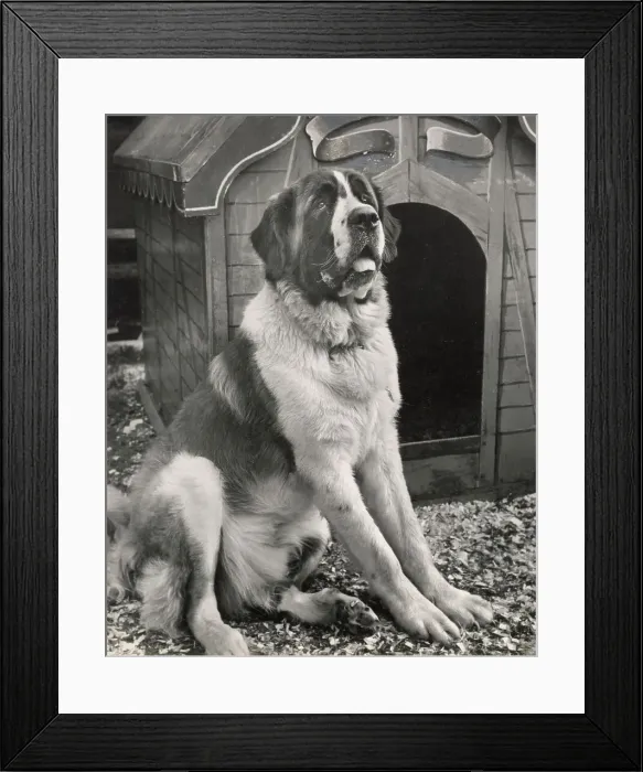 Framed Print : St. Bernard Framed Print : St. Bernard