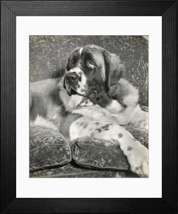Framed Print : St. Bernard Framed Print : St. Bernard