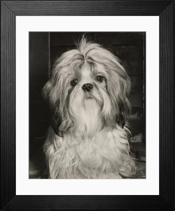Framed Print : Shih Tzu Date: circa 1960s Framed Print : Shih Tzu Date: circa 1960s
