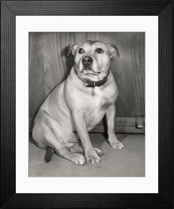 Framed Print : Staffordshire Bull Terrier Framed Print : Staffordshire Bull Terrier