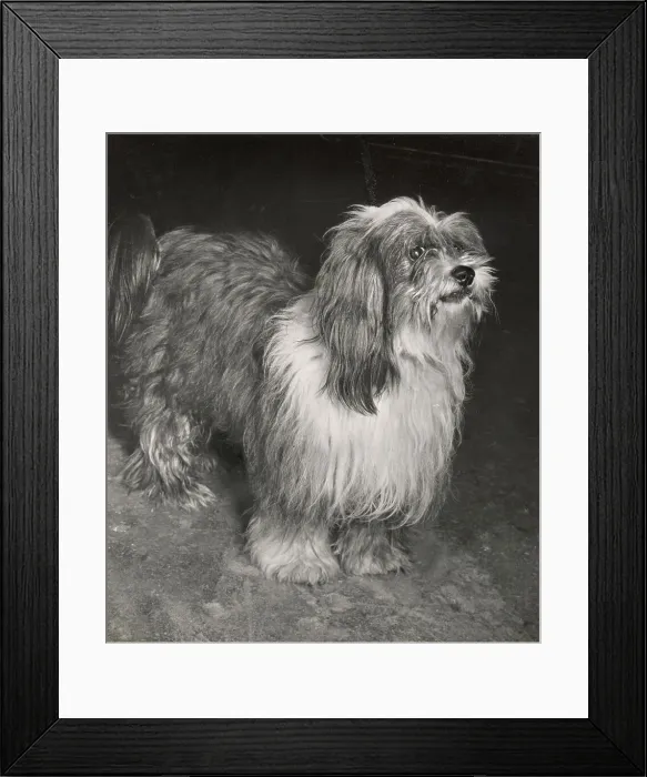 Framed Print : Tibetan Terrier Framed Print : Tibetan Terrier