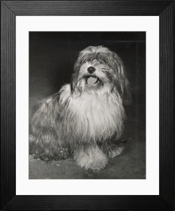 Framed Print : Tibetan Terrier Framed Print : Tibetan Terrier