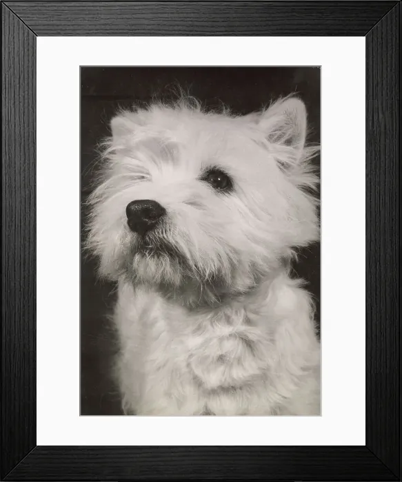 Framed Print : West Highland Terrier Framed Print : West Highland Terrier