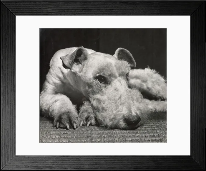 Framed Print : Wire Haired Terrier Framed Print : Wire Haired Terrier