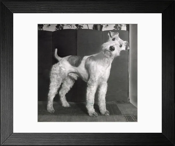 Framed Print : Wire Haired Terrier Framed Print : Wire Haired Terrier