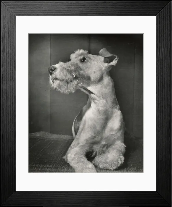 Framed Print : Wire Haired Terrier Framed Print : Wire Haired Terrier