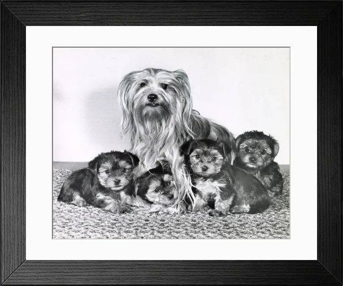 Framed Print : Yorkshire Terrier Framed Print : Yorkshire Terrier