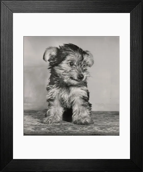 Framed Print : Yorkshire Terrier Framed Print : Yorkshire Terrier