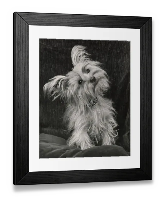 Framed Print : Yorkshire Terrier Framed Print : Yorkshire Terrier