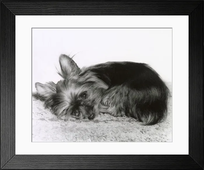 Framed Print : Yorkshire Terrier Framed Print : Yorkshire Terrier