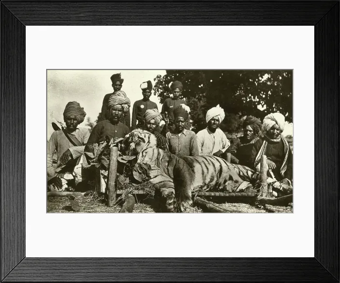 Framed Print : Tiger hunt in India Framed Print : Tiger hunt in India