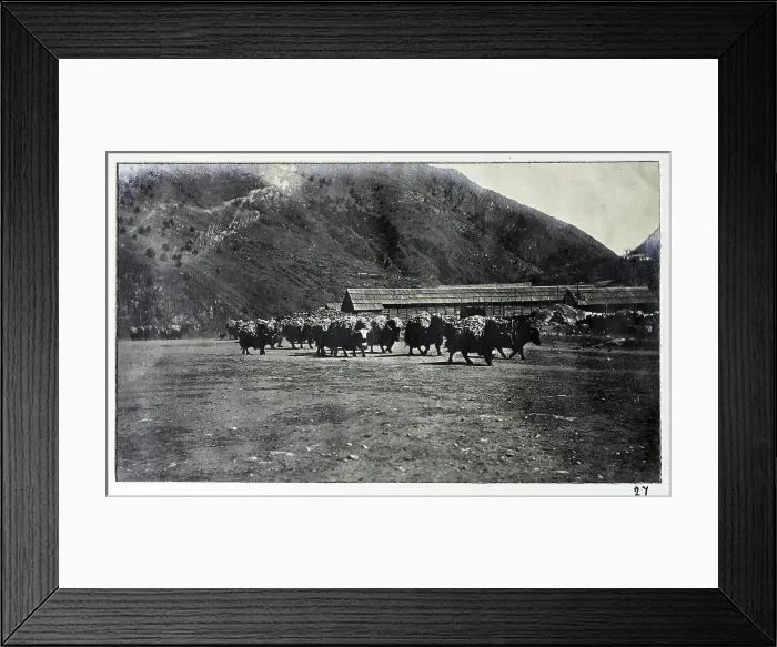 Framed Print : Yaks at Chumbi, from a fascinating album which reveals new details on a little-known campaign in which a British military force brushed aside Tibetan defences to capture Lhasa, in 1904 Framed Print : Yaks at Chumbi, from a fascinating album which reveals new details on a little-known campaign in which a British military force brushed aside Tibetan defences to capture Lhasa, in 1904