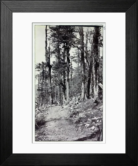 Framed Print : Road to Nathula, a mountain pass in India, near Tibet, from a fascinating album which reveals new details on a little-known campaign in which a British military force brushed aside Tibetan defences to capture Lhasa, in 1904