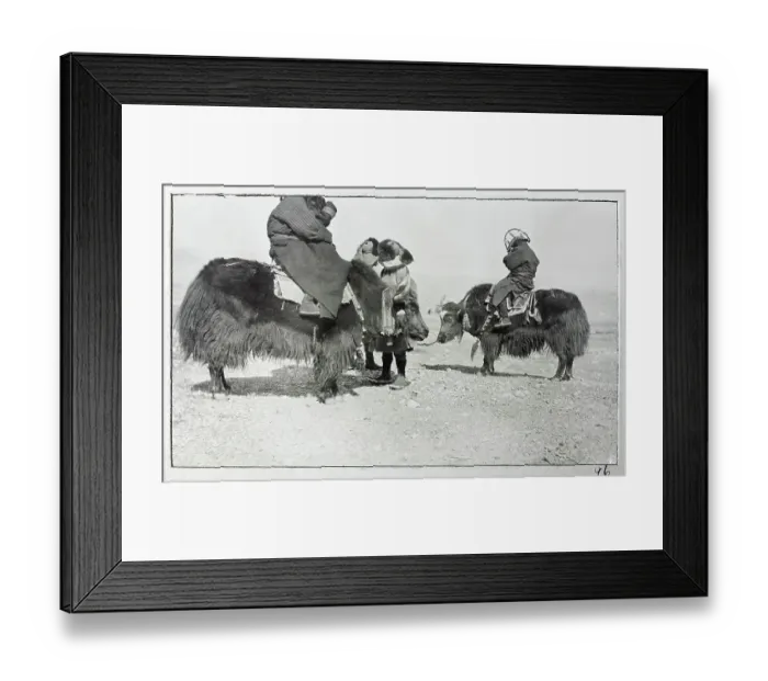 Framed Print : Men riding yaks, from a fascinating album which reveals new details on a little-known campaign in which a British military force brushed aside Tibetan defences to capture Lhasa, in 1904 Framed Print : Men riding yaks, from a fascinating album which reveals new details on a little-known campaign in which a British military force brushed aside Tibetan defences to capture Lhasa, in 1904