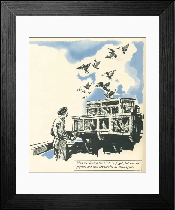 Framed Print : WW2, R. A. F. Messenger Pigeons Framed Print : WW2, R. A. F. Messenger Pigeons