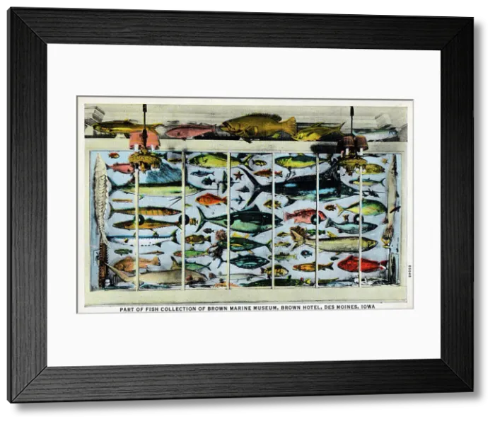 Framed Print : Fish Collection, Brown Marine Museum, Des Moines, Iowa Framed Print : Fish Collection, Brown Marine Museum, Des Moines, Iowa