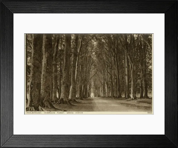 Framed Print : Marlborough, Wiltshire - Savernake Forest, Grand Avenue Framed Print : Marlborough, Wiltshire - Savernake Forest, Grand Avenue