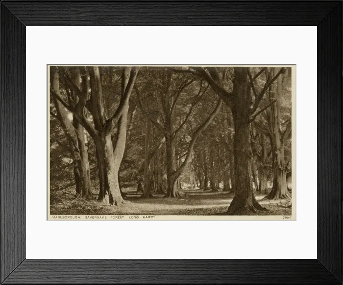 Framed Print : Marlborough, Wiltshire - Savernake Forest, Long Harry Framed Print : Marlborough, Wiltshire - Savernake Forest, Long Harry