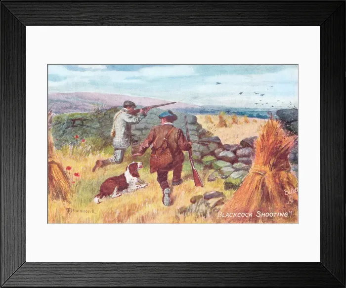 Framed Print : Blackcock (or Black Grouse) Shooting Framed Print : Blackcock (or Black Grouse) Shooting