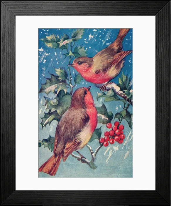 Framed Print : Robins. Christmas. Two robins on a holly bough. Date: circa 1912