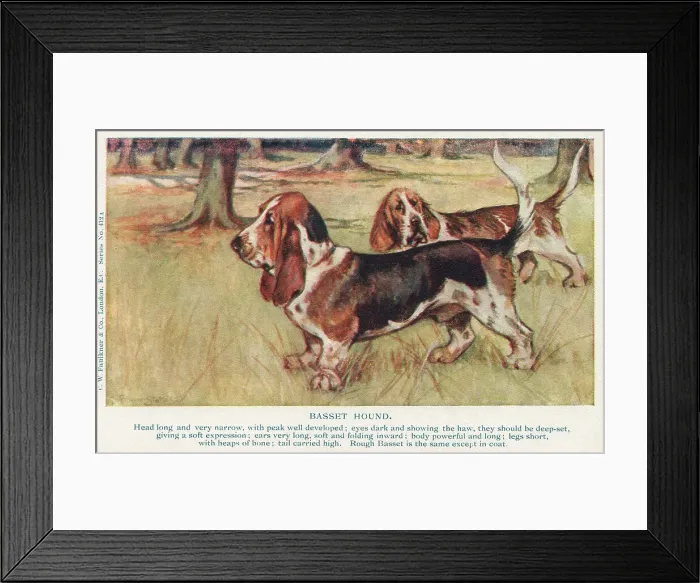 Framed Print : Basset Hound Framed Print : Basset Hound