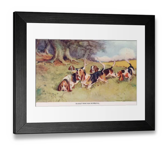 Framed Print : Basset Hounds Framed Print : Basset Hounds