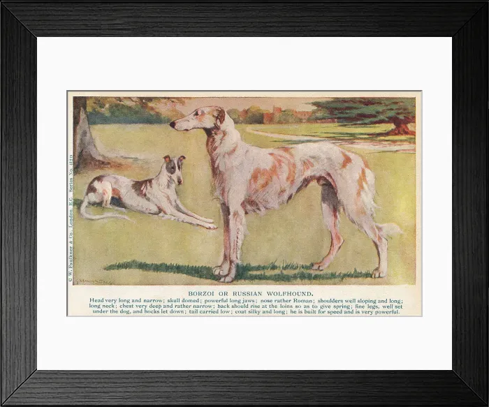 Framed Print : Borzoi. The Borzoi or Russian Hunting Sighthound is a Russian breed of Framed Print : Borzoi. The Borzoi or Russian Hunting Sighthound is a Russian breed of
