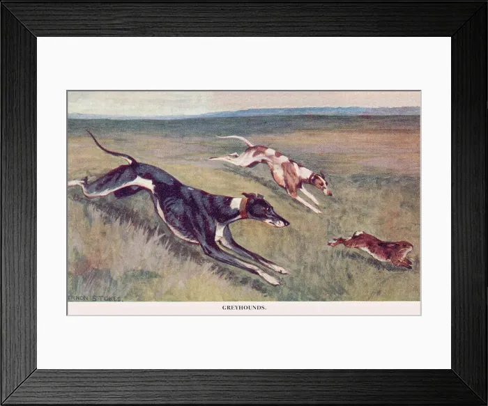 Framed Print : Greyhounds