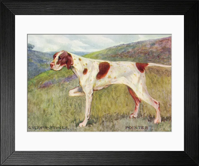 Framed Print : Pointer. The Pointer is a medium-sized breed of pointing dog developed in England Framed Print : Pointer. The Pointer is a medium-sized breed of pointing dog developed in England