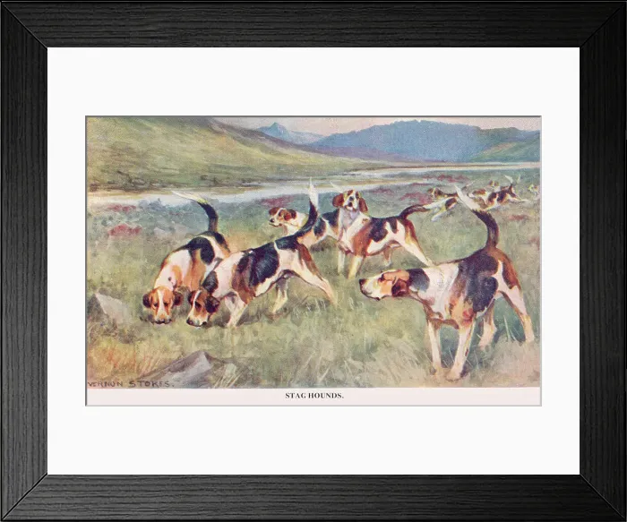 Framed Print : Stag Hounds Framed Print : Stag Hounds