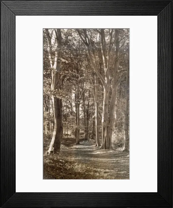 Framed Print : Woods near St Nicholas Church, Lower Oddington, Glos Framed Print : Woods near St Nicholas Church, Lower Oddington, Glos