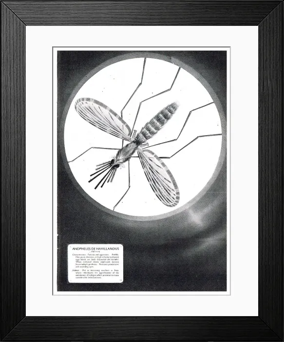 Framed Print : 13826866 Framed Print : 13826866
