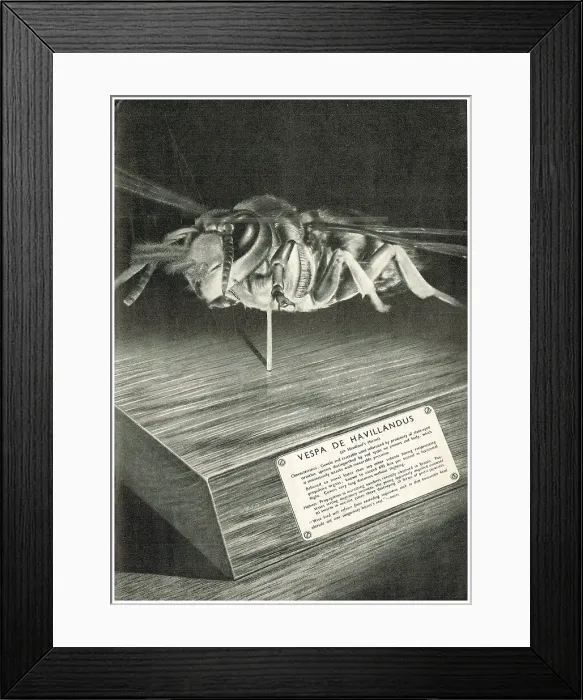 Framed Print : 13826965 Framed Print : 13826965